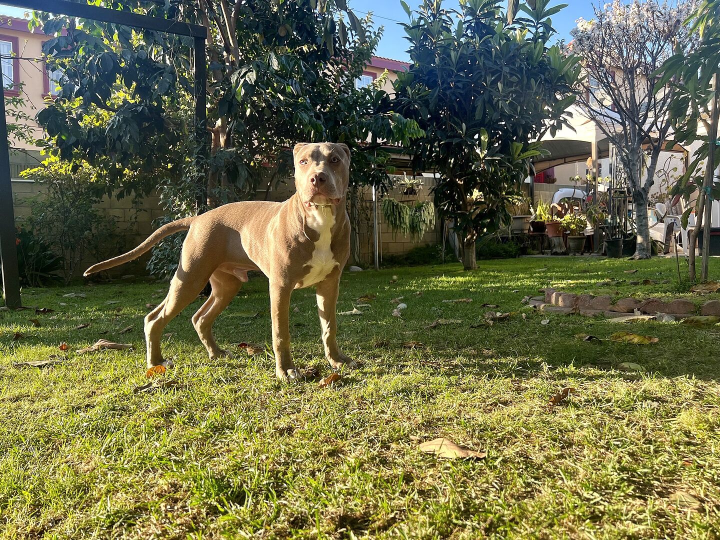 Don G.'s fawn pit bull standing in a backyard