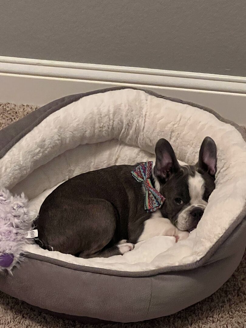 Frenchton Puppies for Sale PuppySpot