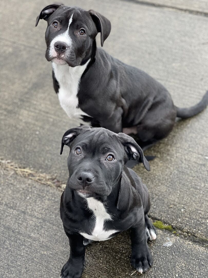 Stephanie L.'s two black-and-white puppies sitting on the sidewalk