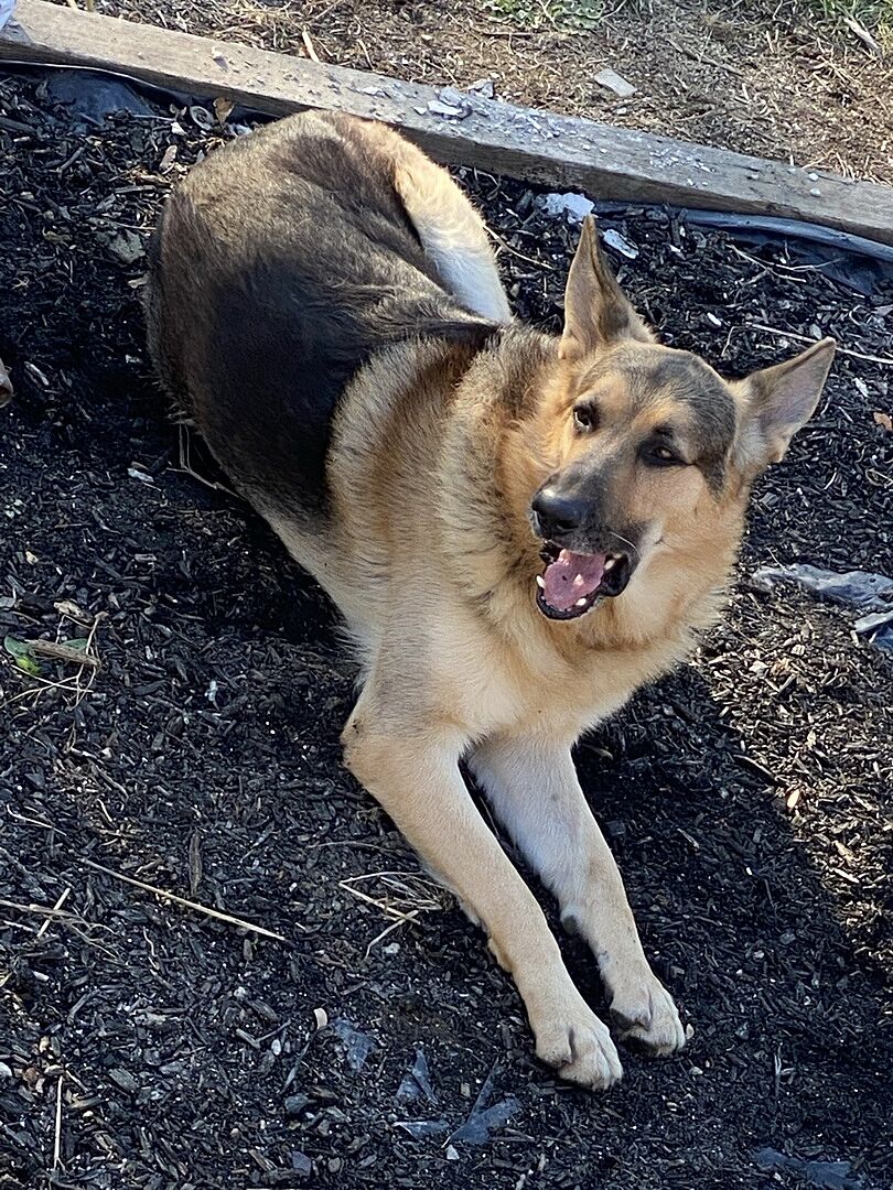 Dan R.'s adult German Shepherd lying on the mulch in the yard