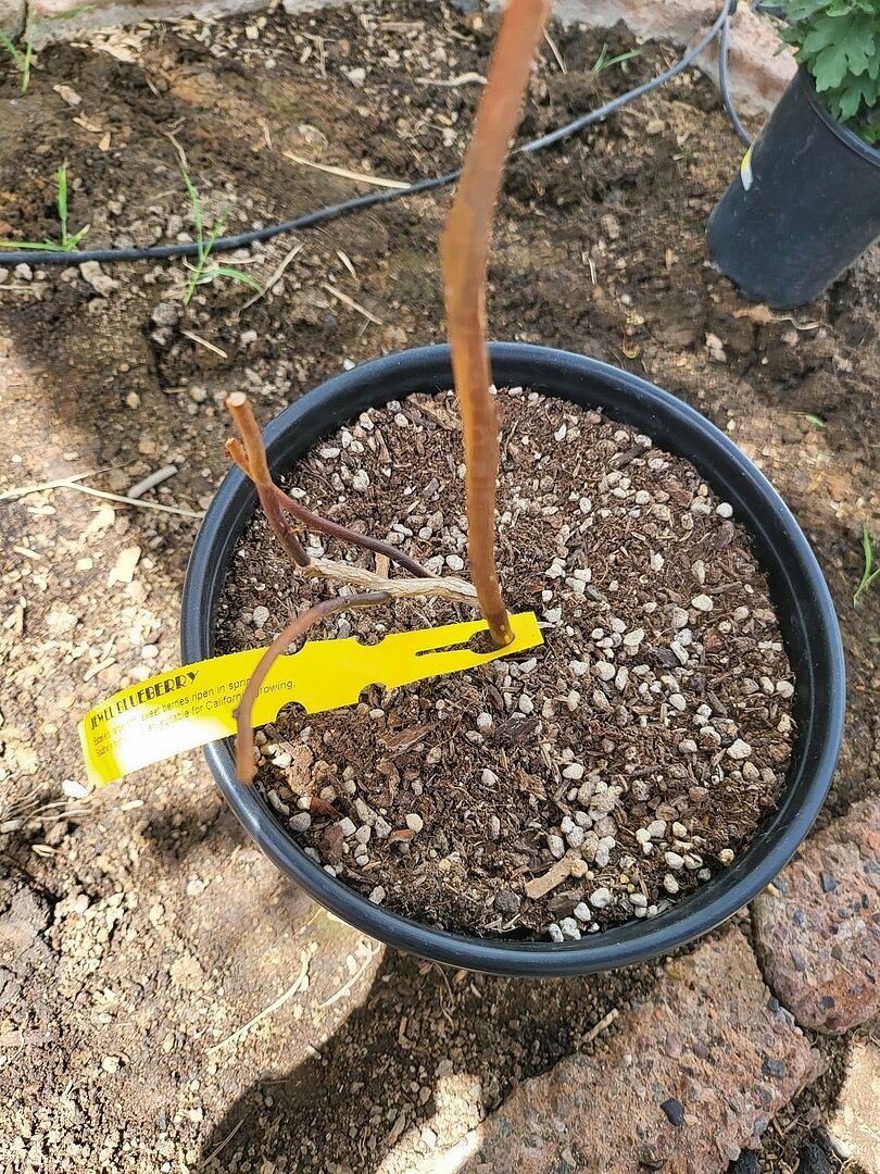 Jewel Blueberry Bush