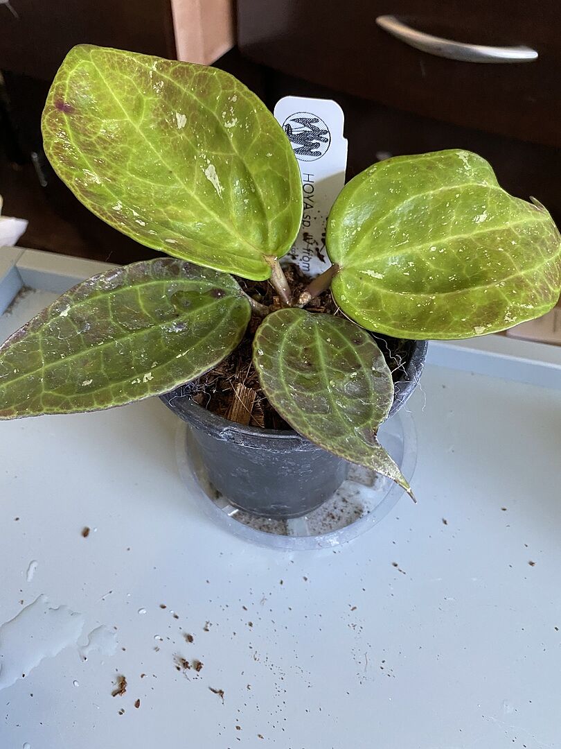 Hoya sp. IV from WMZ – Unsolicited Plant Talks