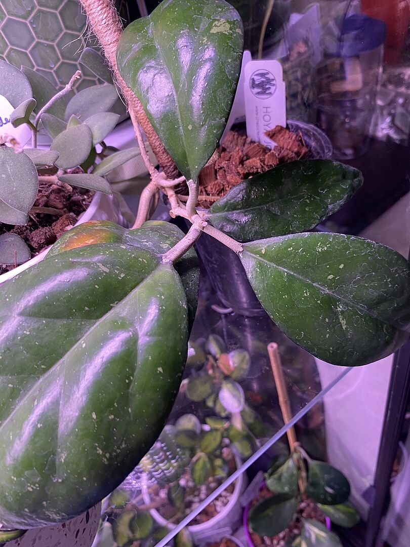 Hoya 'Joy' – Unsolicited Plant Talks