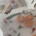 Image of Review by Paul F. on 26 May 2022 number 1
