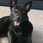 Image of Review by NINOS D. on 14 Mar 2017 number 1