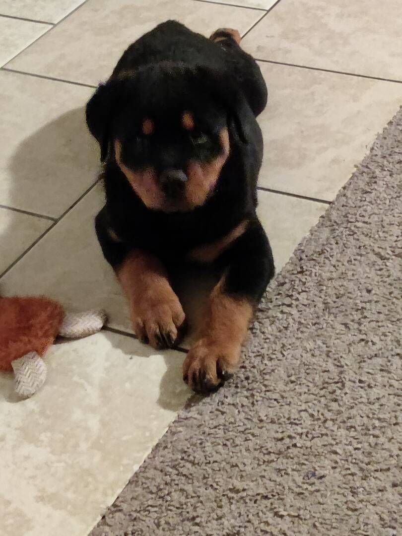 Puppyspot rottweiler sales