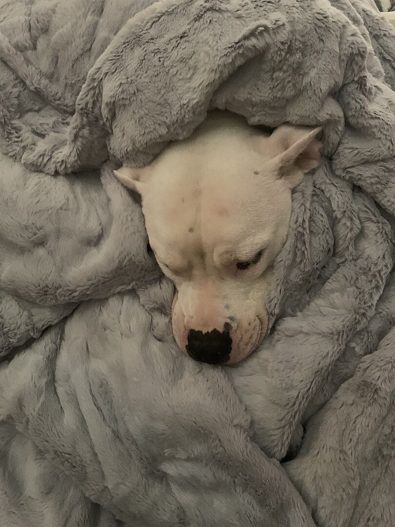 PATTERNED FAUX FUR THROW WEIGHTED BLANKETS Saranoni