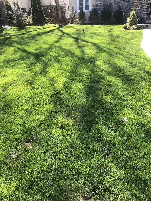 A lawn in New York