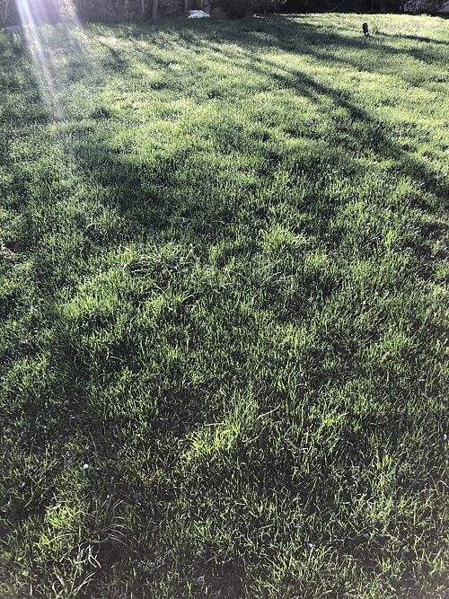 A lawn in New York