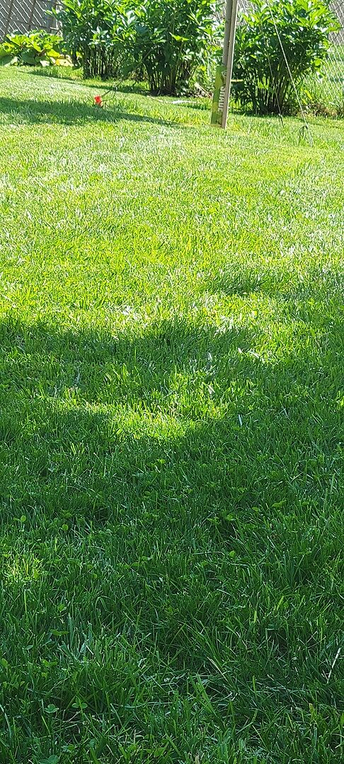 A lawn in Omaha, NE