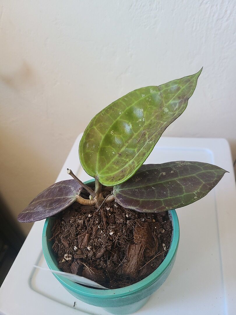 Hoya sp. IV from WMZ – Unsolicited Plant Talks