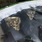 Image of Review by Phillip j. on 24 Jun 2022 number 3