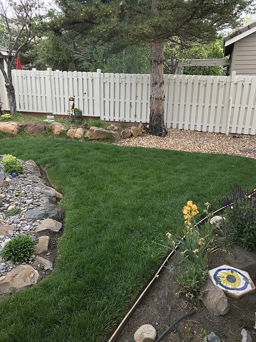 A lawn in Reno, NV