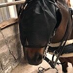 Image of Review by Tineke K. on 30 Jun 2022 number 1