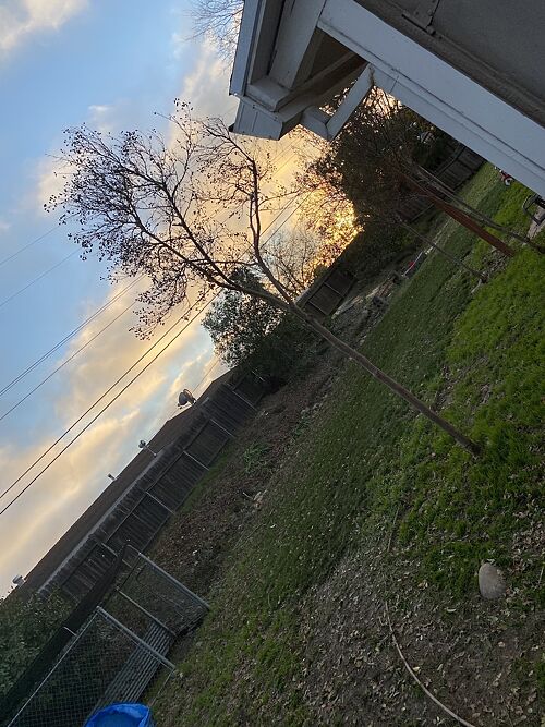 A lawn in Orangevale, CA