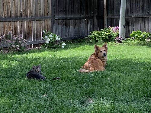 A lawn in Greeley, CO