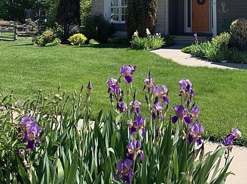 A lawn in Longmont, CO