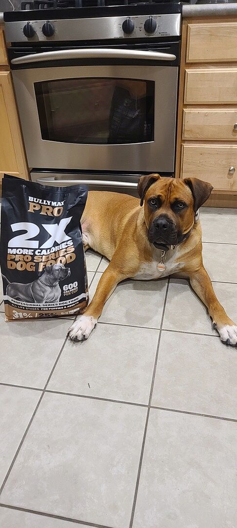Cyrus E.'s Boerboel, Rambo, lying on the kitchen floor beside a bag of Bully Max