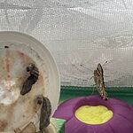 Image of Review by Sarah G. on  5 Aug 2022 number 9