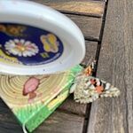Image of Review by Sarah G. on  5 Aug 2022 number 6