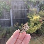 Image of Review by Sarah G. on  5 Aug 2022 number 8