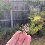 Image of Review by Sarah G. on  5 Aug 2022 number 5