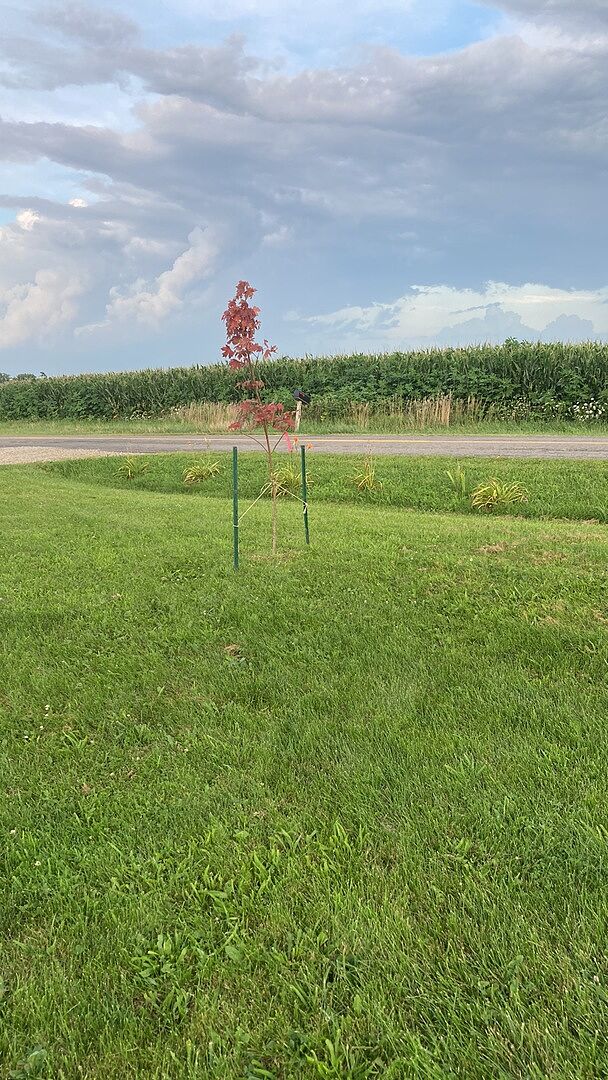 Very nice trees. Have been