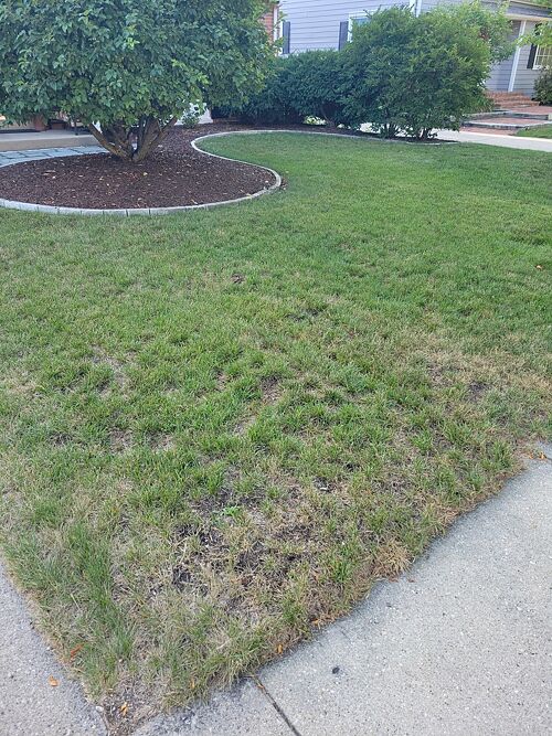 A lawn in Milwaukee, WI