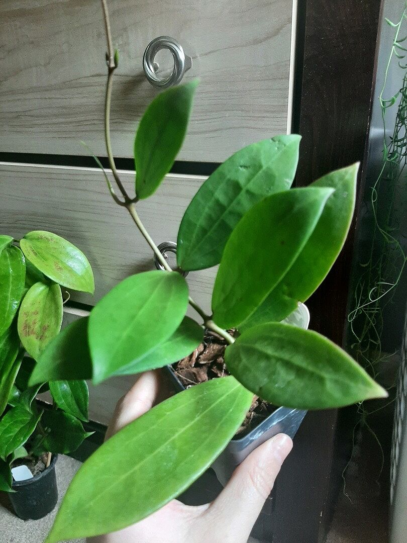Hoya bhutanica – Unsolicited Plant Talks
