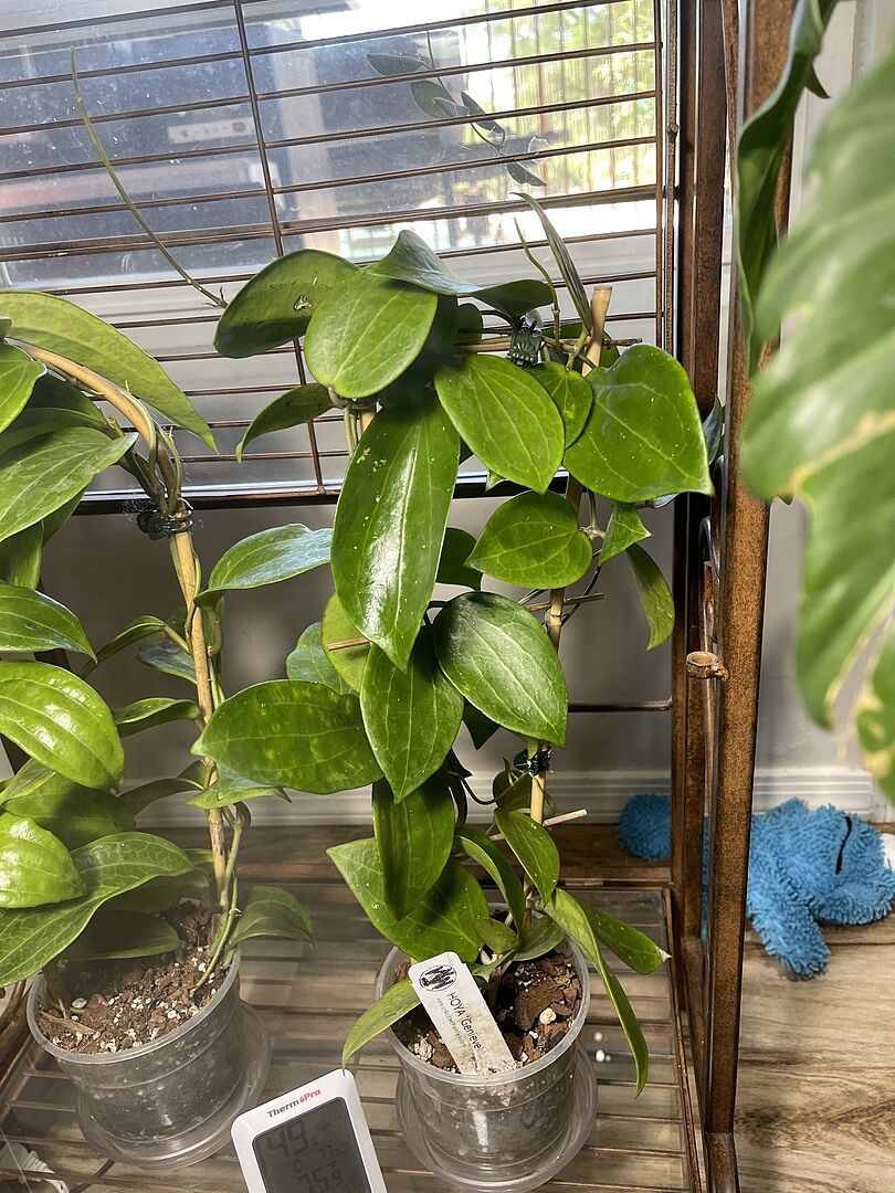 Trellised Hoya 'Genieve' – Unsolicited Plant Talks