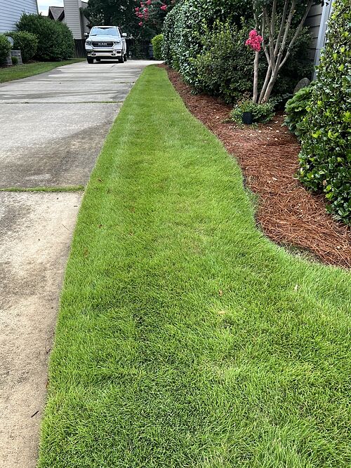 A lawn in Greenville, SC