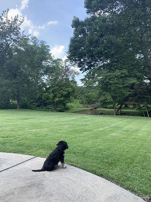 A lawn in Philly Burbs, PA