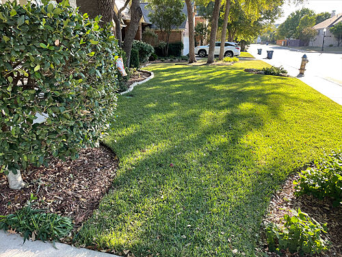A lawn in San Antonio, TX