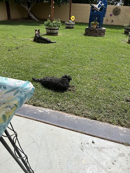 A lawn in Surprise, AZ