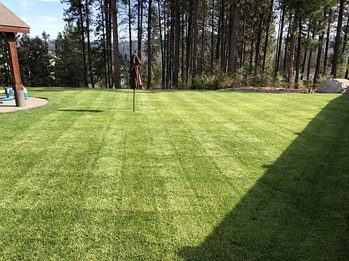 A lawn in Spokane, WA