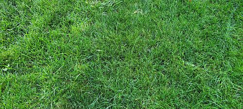 A lawn in Boulder, CO