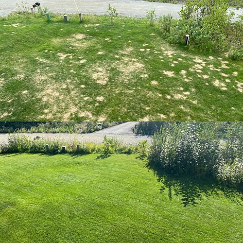A lawn in Alaska
