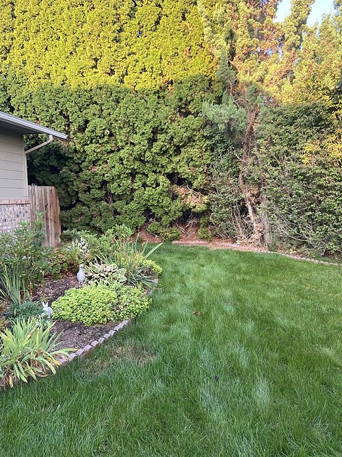 A lawn in Yakima, WA