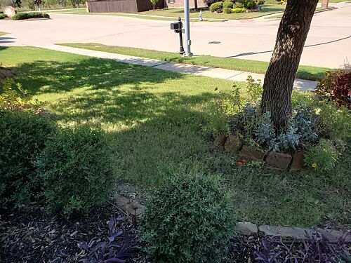 A lawn in TX
