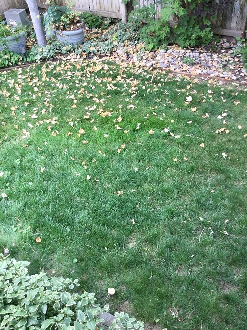 A lawn in Centennial, CO