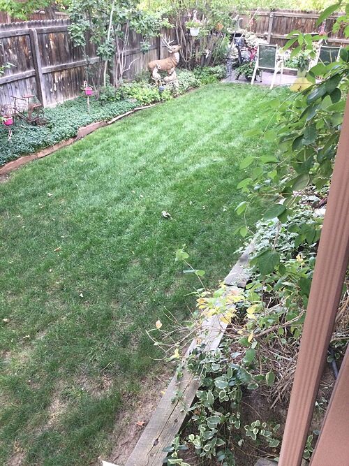 A lawn in Centennial, CO