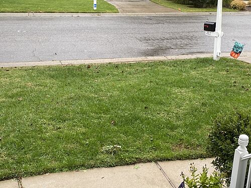 A lawn in Richmond, VA