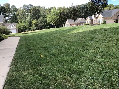 A lawn in NC