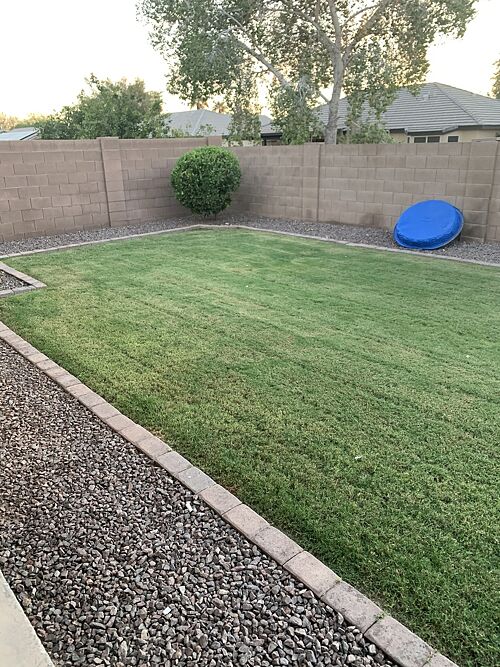 A lawn in Arizona