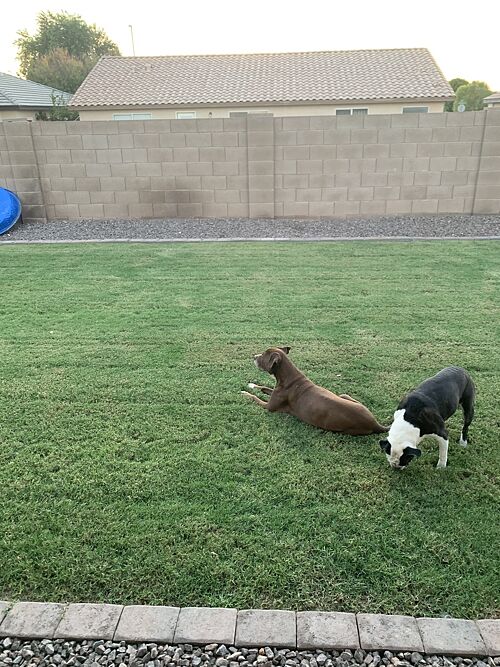 A lawn in Arizona