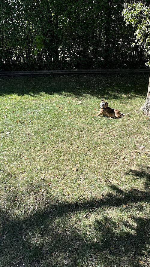 A lawn in Ann Arbor, MI