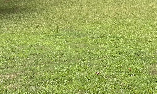 A lawn in Monroe, NC