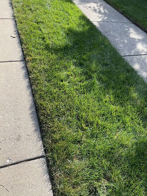A lawn in LaGrange, IL