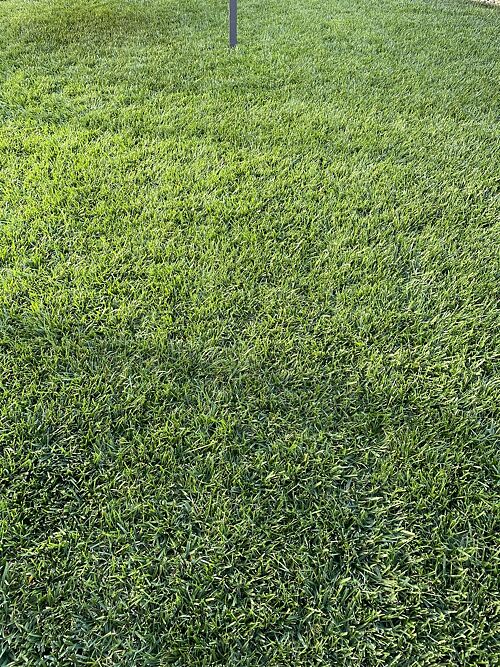 A lawn in Vacaville, CA