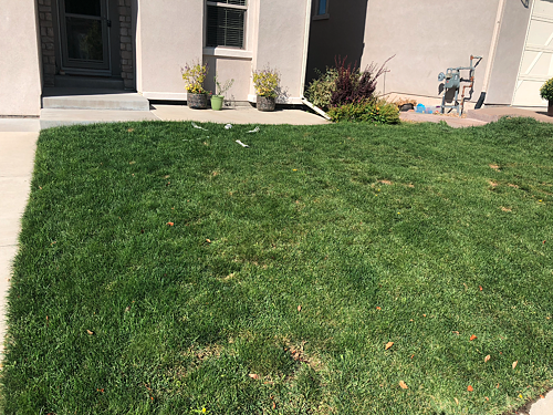A lawn in Lakewood, CO